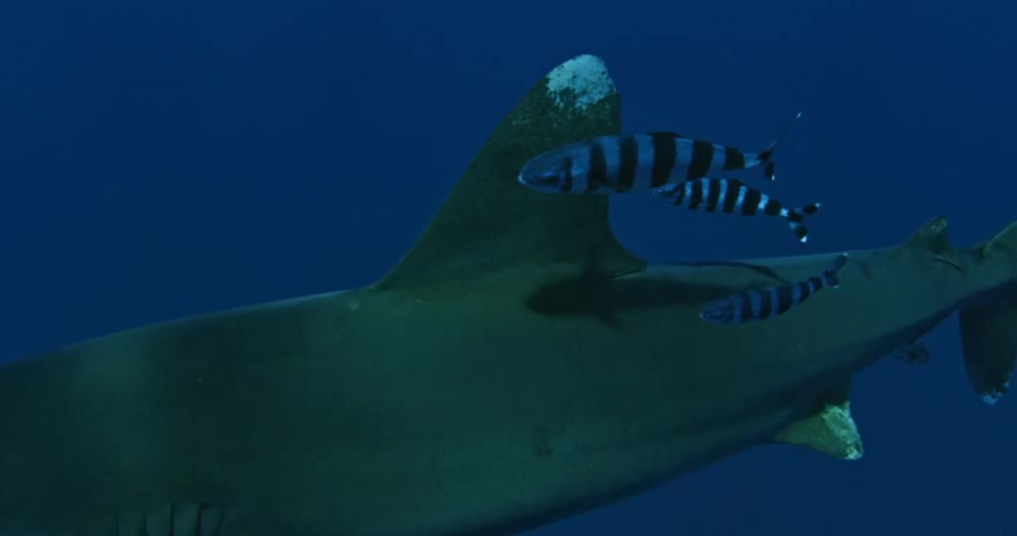 A shark swims in the blue ocean water