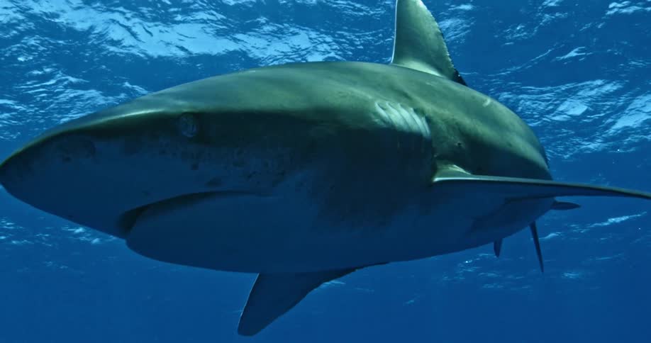 A shark swims near the surface of the ocean