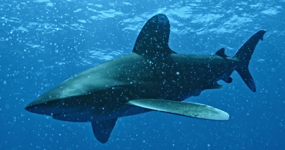 A large shark appears to float along in the middle of the sea