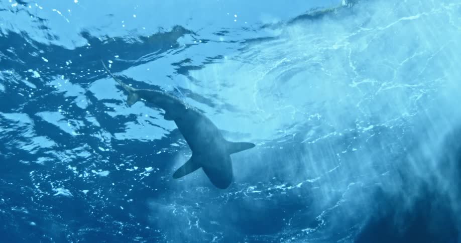Shark swimming under water with bubbles around it