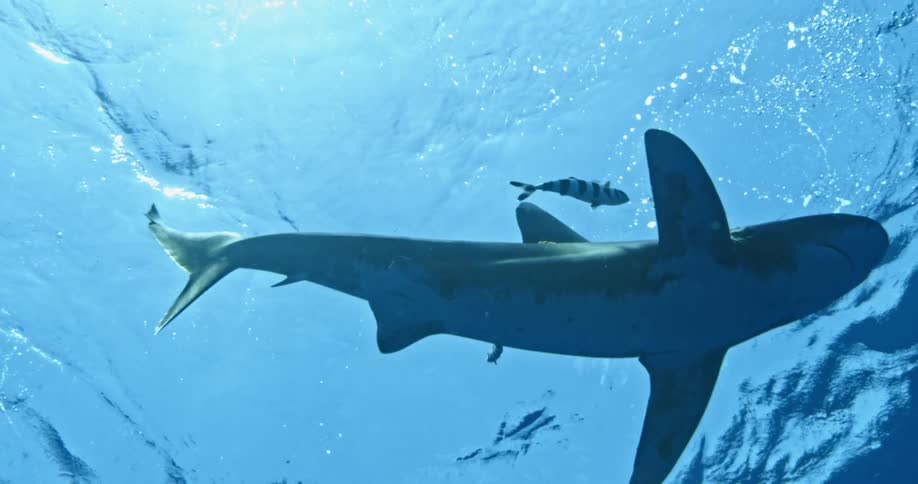 A shark swimming near striped fish