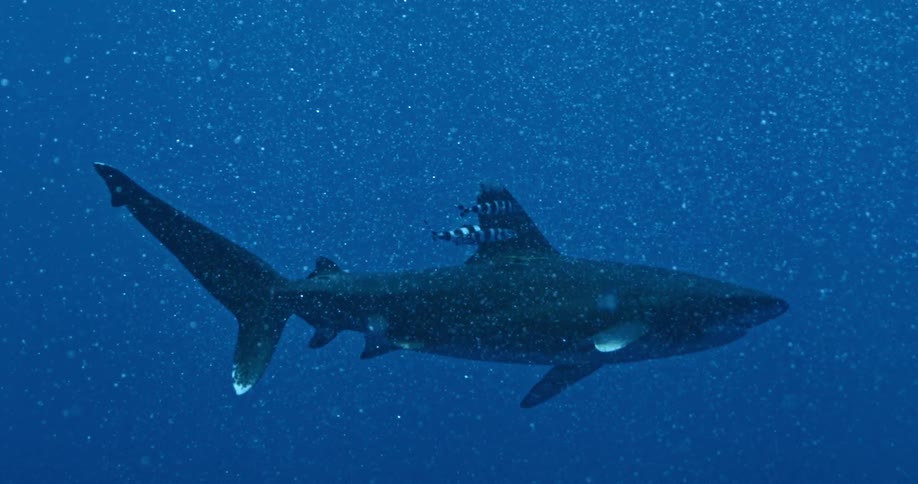 A shark swims with small striped fish