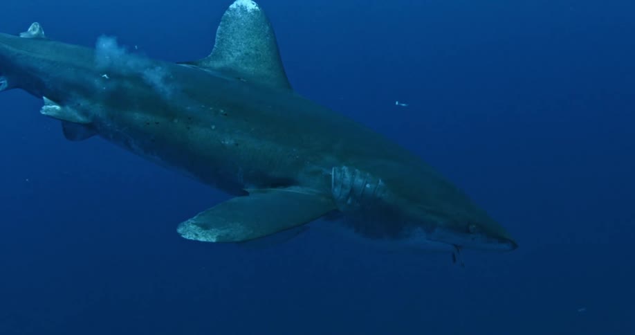 A shark swimming in the sea