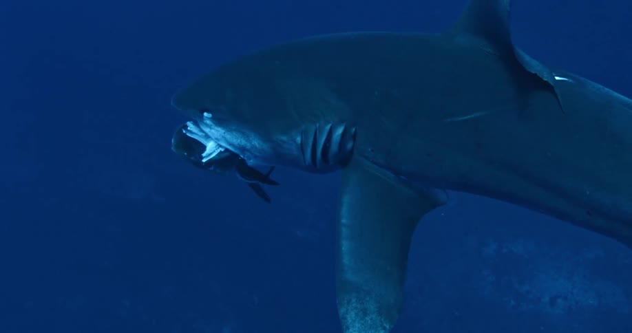 A shark chomps down on a part of a fish that is floating in the water