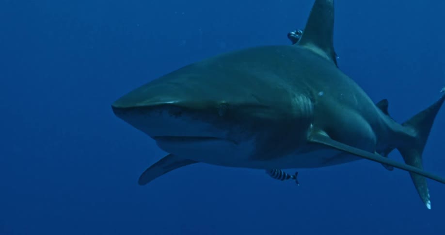 Shark and other fish swimming in dark ocean water