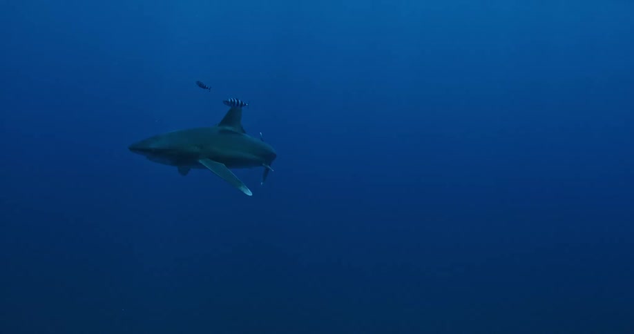 Striped fish swim alongside a shark in the ocean