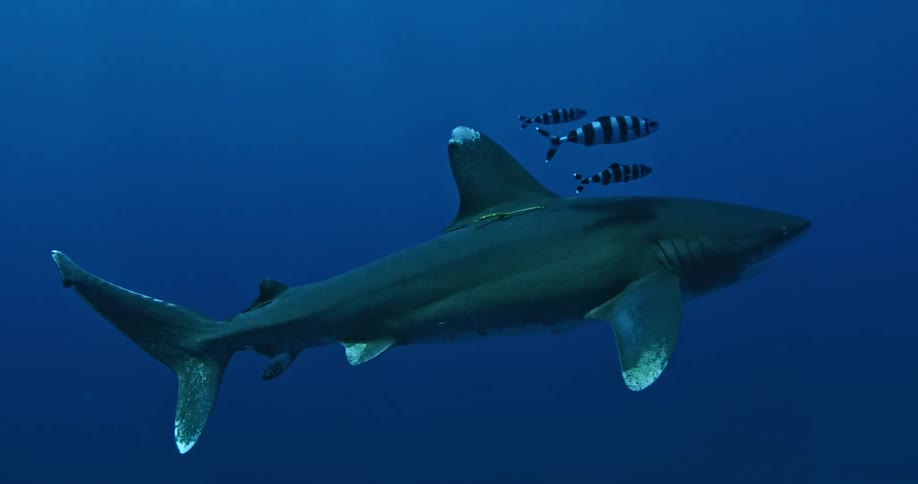 A shark and three fish swimming together