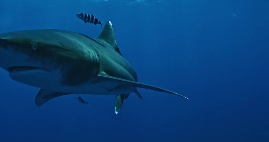 A large shark swimming in the water in search of food