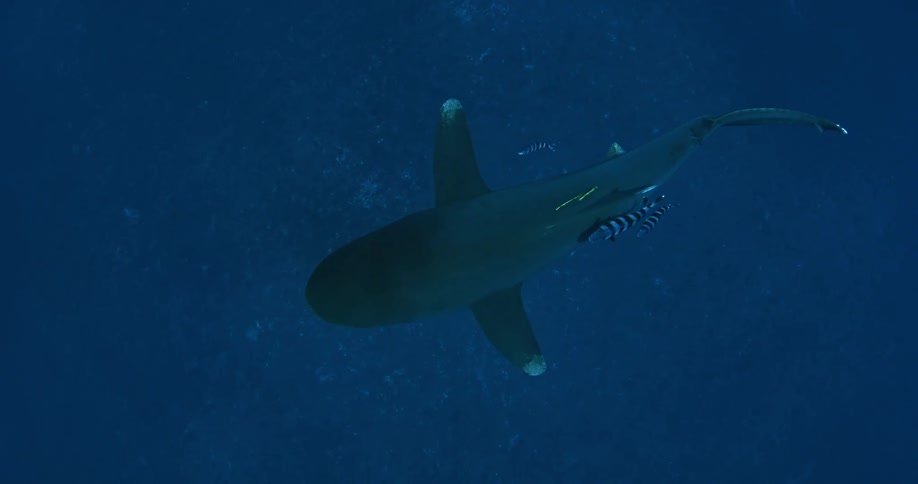 A shark with small fish around it swims in the ocean