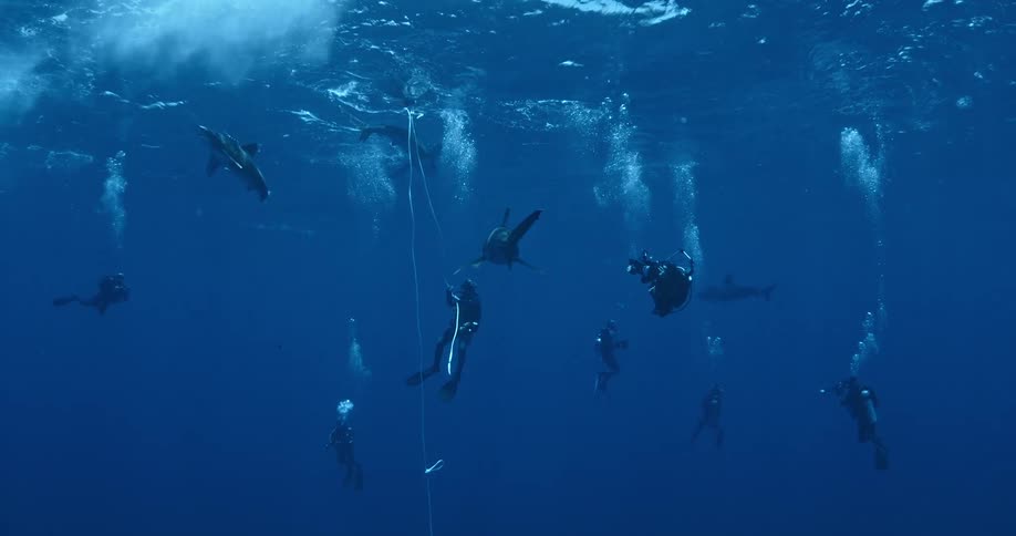 Scuba divers swim near sharks and take pictures