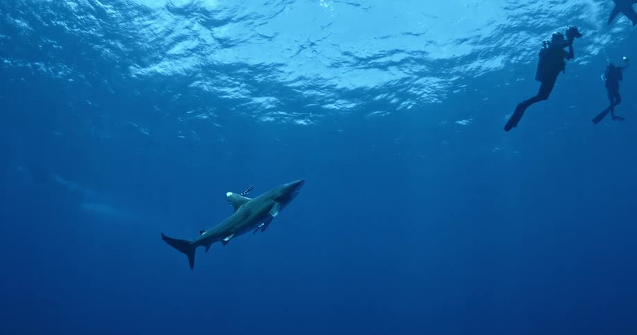 A diver is swimming towards the surface of the ocean and a shark is following him