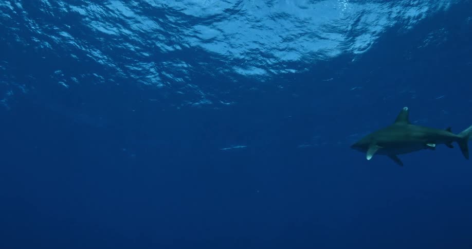 Shark slowly swimming through the water