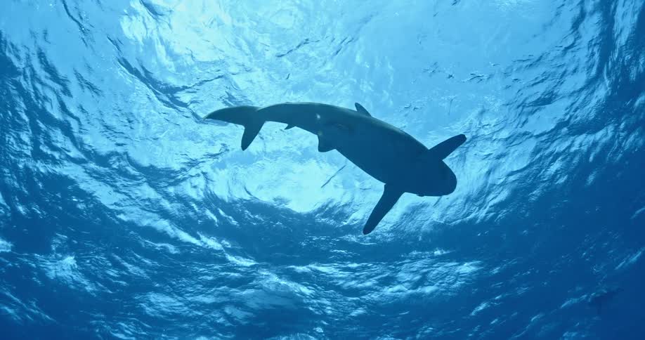 A view of the underside of a shark swimming underwater