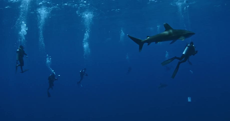 Scuba divers gather around a swimming shark in the ocean