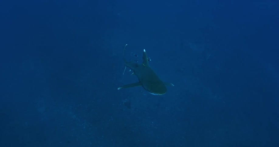 A shark is swimming in dark waters and it is sort of hard to see