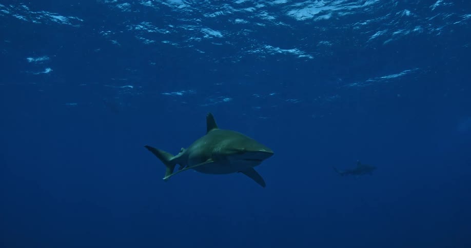 A shark glides underwater in the very blue waters