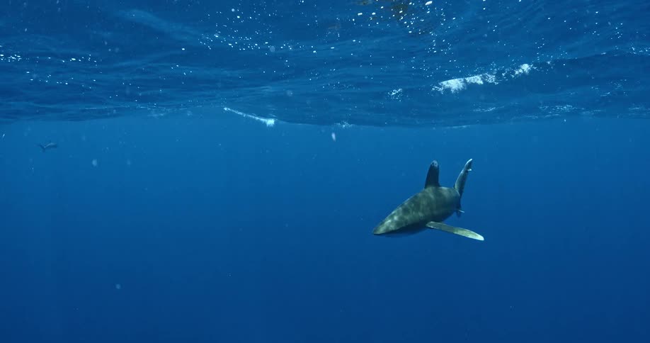 Sharks swimming just below the surface in ocean water