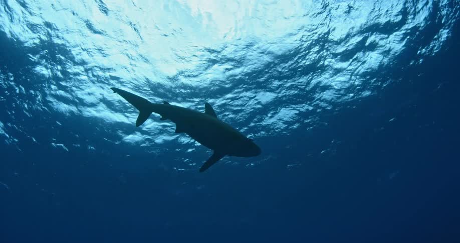 A shark swims near the sunlit surface