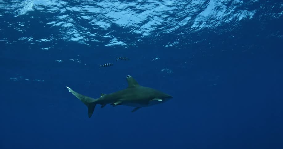 A shark swims near the surface of the ocean