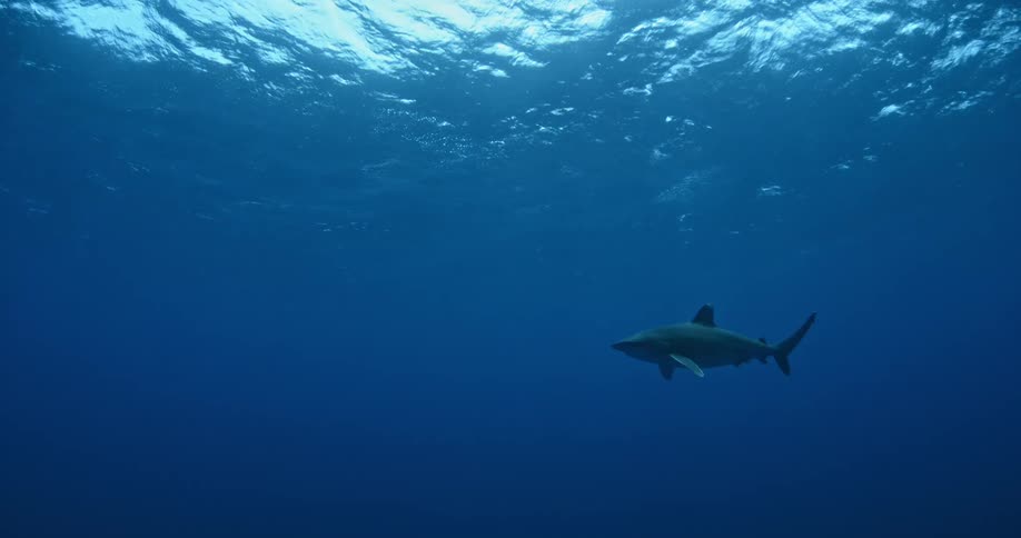 A shark swims in the sea