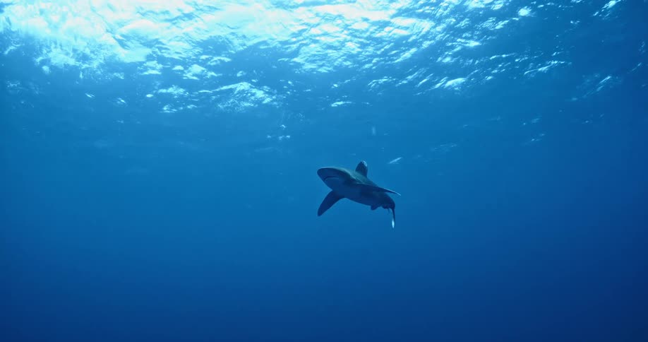 A shark swims in the water ahead