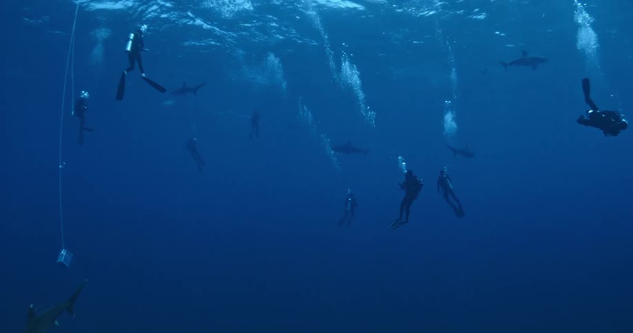 Large group of scuba divers in the ocean