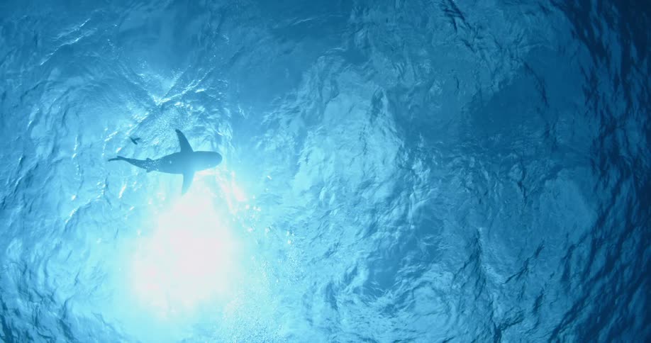 A shark is swimming near the ocean surface beneath a bright sun