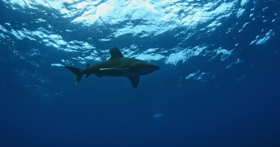 A shark swims close to the surface of the water above