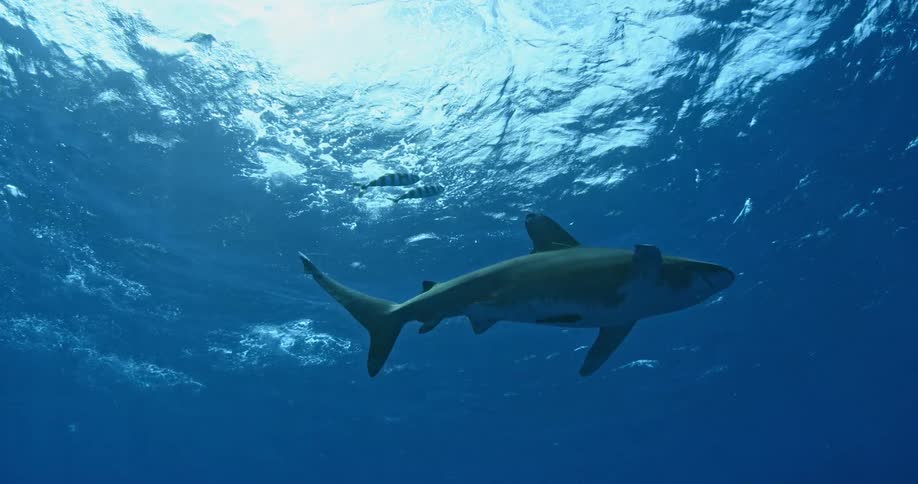 A shark swimming near the surface of the water is followed by two fish