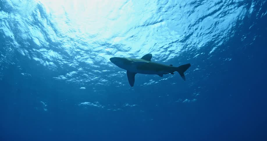 A shark swims towards the sun at the surface of the water