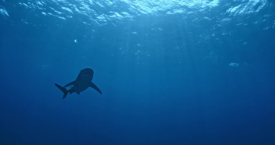 A shark swims in the blue ocean water