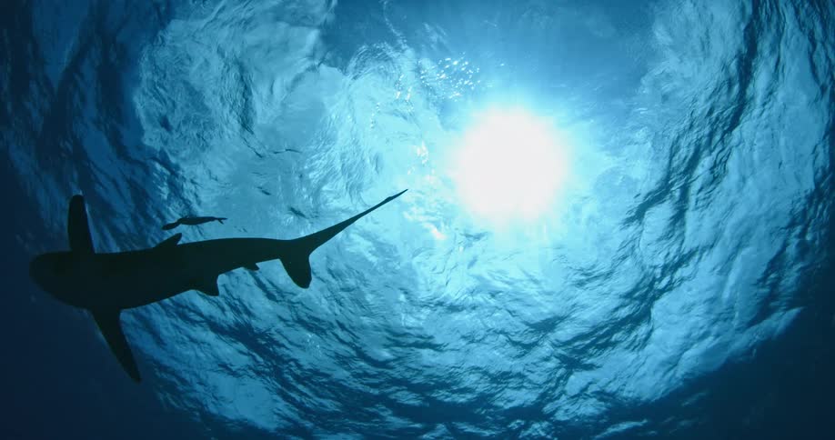 A shark swims past underwater with fish following