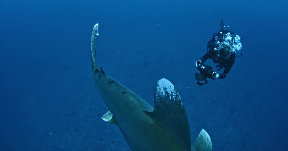 A shark is swimming and be filmed by a scuba diver