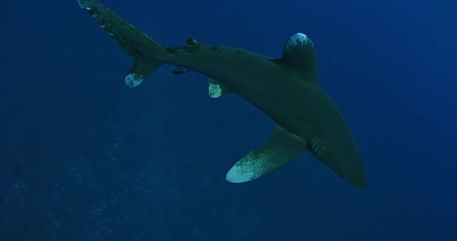 A shark is swimming up to a camera