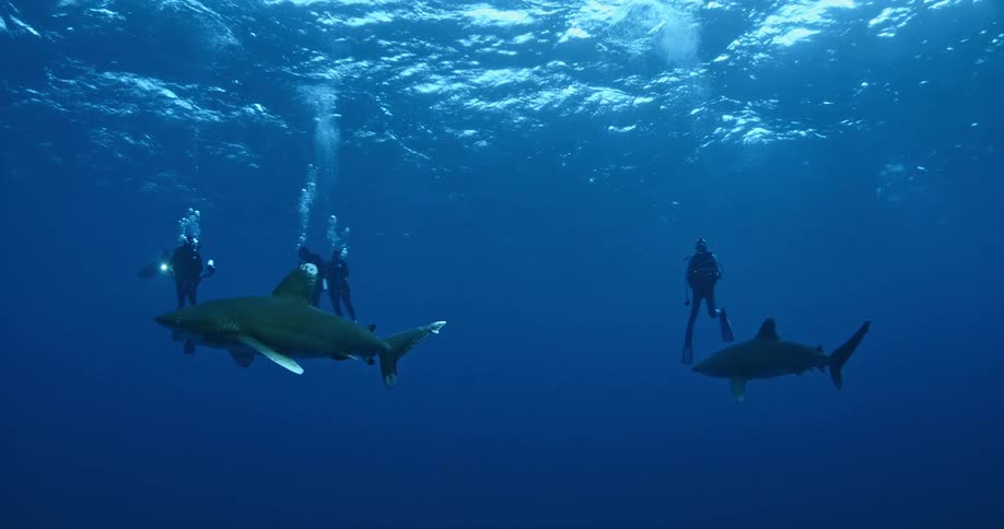 Divers float in the water as sharks swim around them