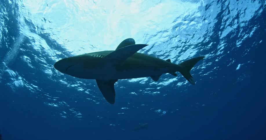 A shark swims in the blue ocean water