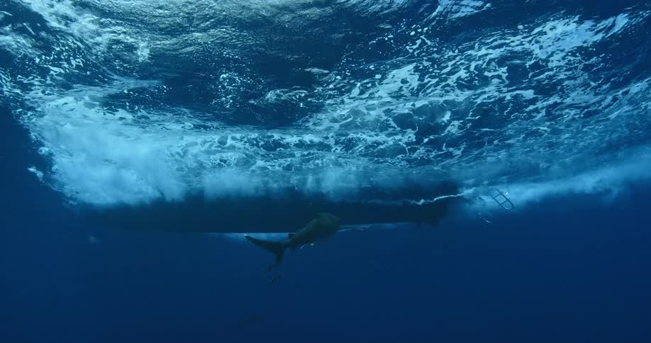 A shark swims in the sea