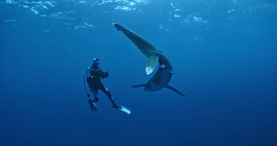 A diver swims with a shark in the open ocean