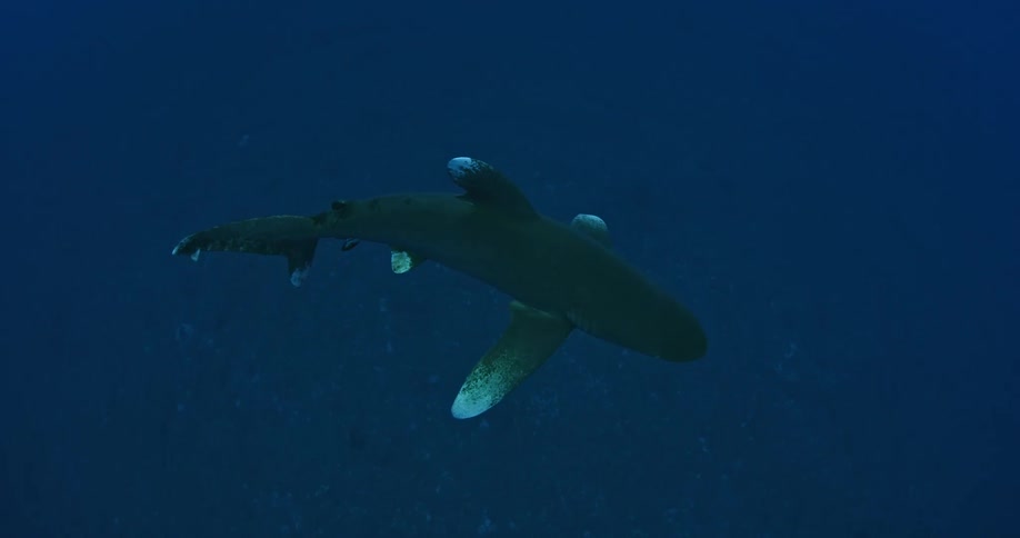 Shark swimming in dark ocean water