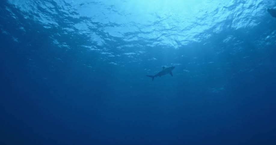A large shark is swimming up high towards the surface