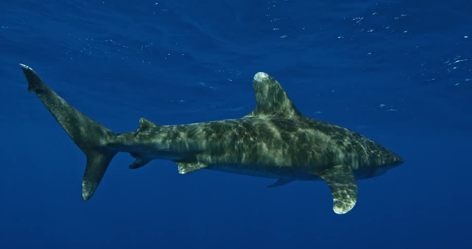 Shark swimming underwater