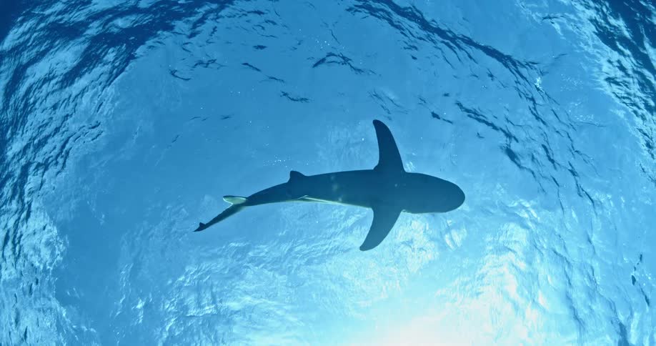 Shark swimming through the ocean with sunlight shining down