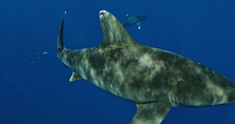 Two sharks swim in blue ocean water