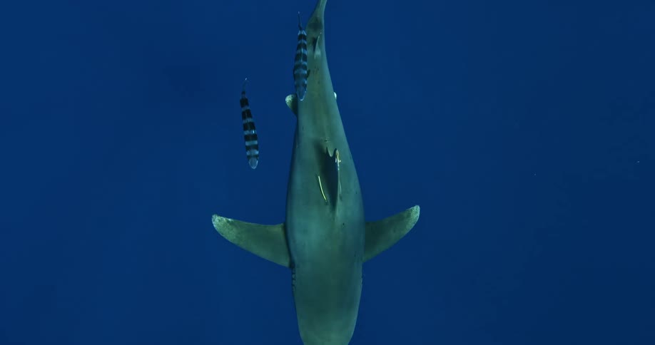 A shark descends in the water with other fish
