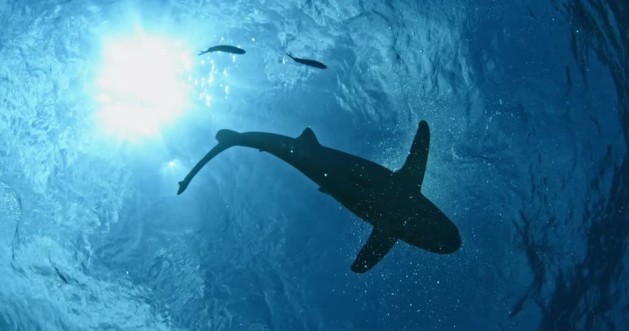 A shark swimming on a sunny day
