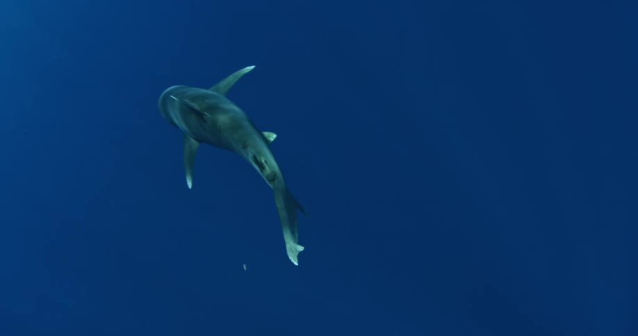 Shark swimming in the ocean