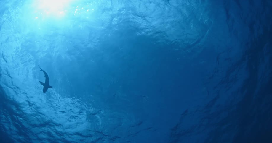 A shark swims in the blue ocean water