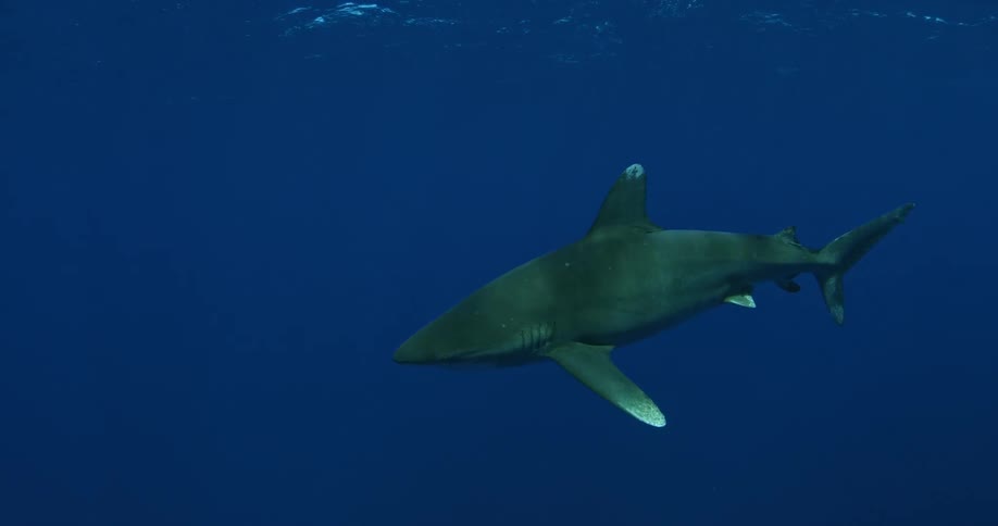 Shark swimming in dark ocean water