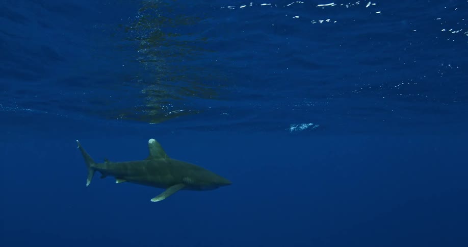 A shark swimming in the ocean