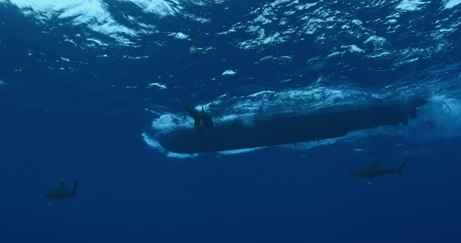 Sharks swim near a boat in the ocean